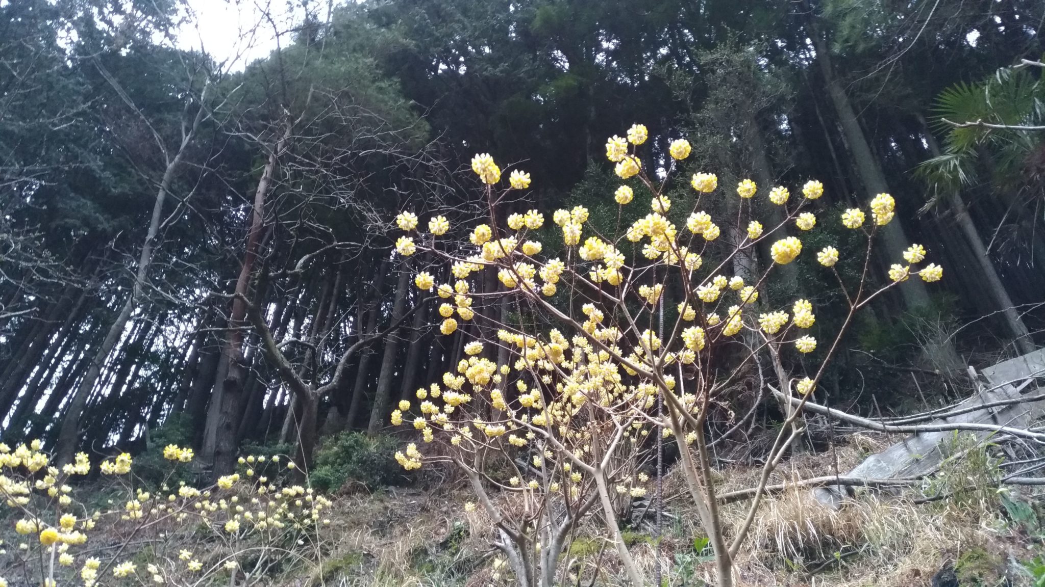 ミツマタ（三椏）を圧条法によって増やす方法