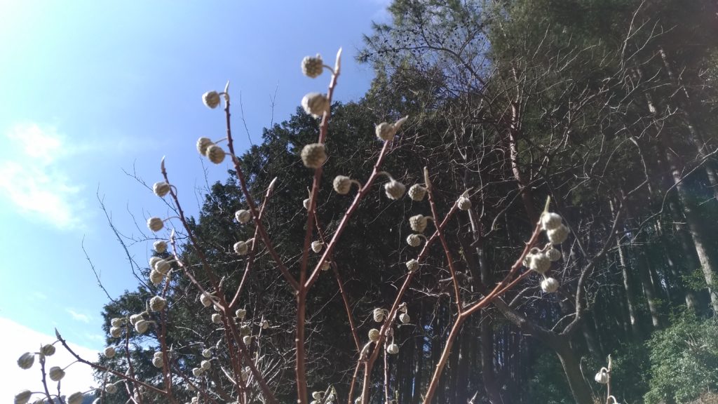 1月のミツマタ