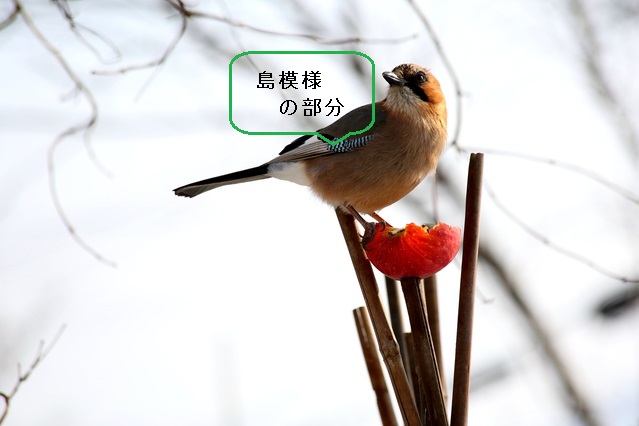 カケスの姿