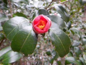 山茶花と椿の違いは 山に出かけてecoライフ 山に出かけてecoライフ