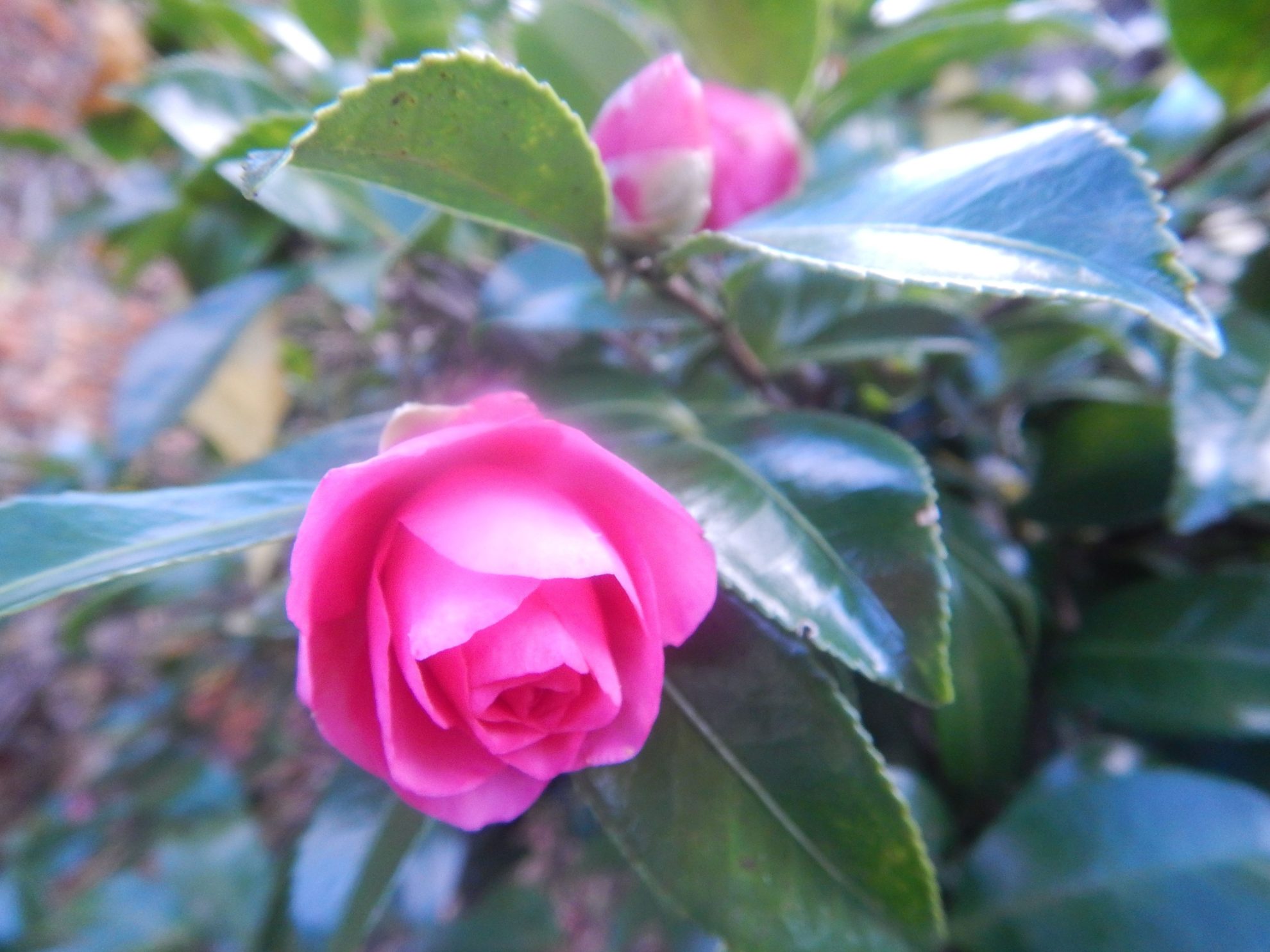 サザンカ(山茶花)とツバキ(椿)の違い