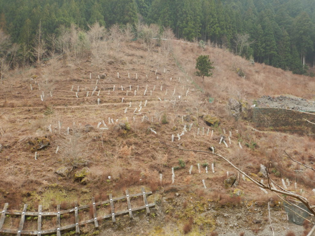 植林地の遠景