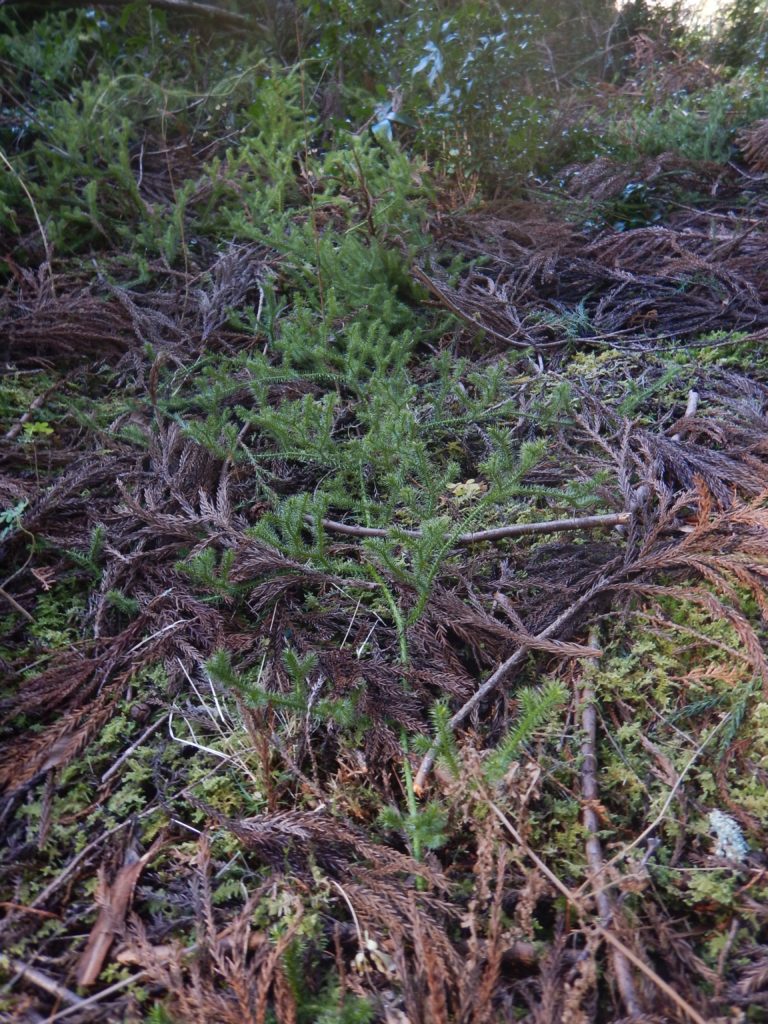 経験から知った鹿の食害に強い植物たち