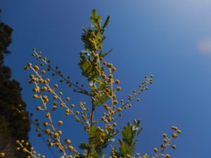 黄色いミモザ アカシアの花