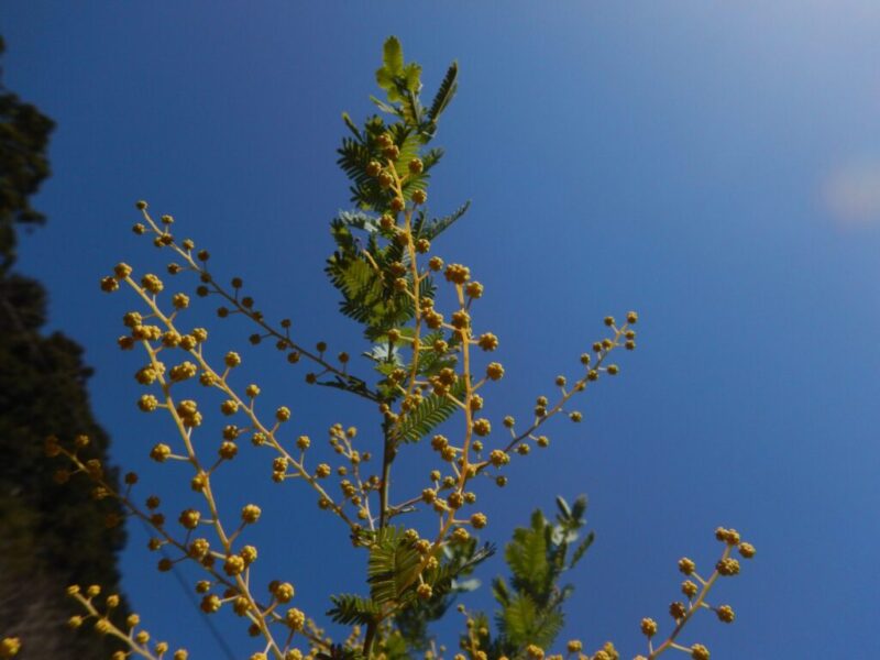 黄色い花々が綺麗です