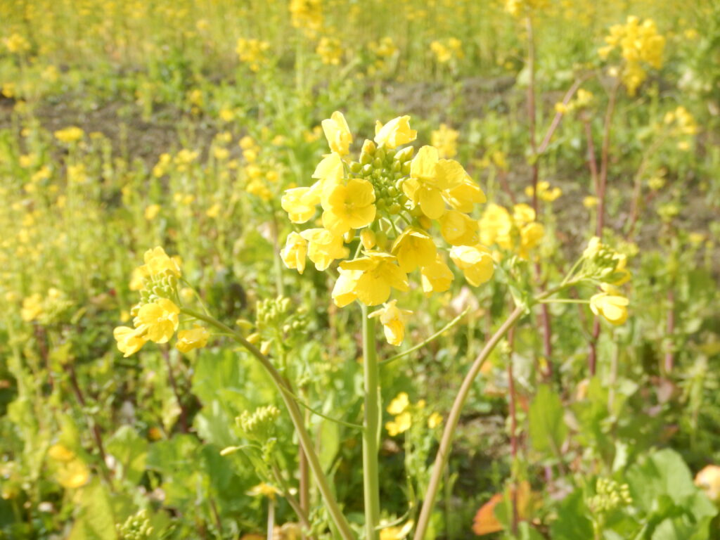 菜の花