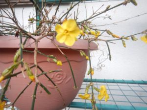 黄梅の花も綺麗です