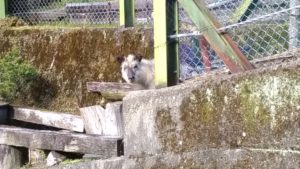 家の近くで会ったカモシカ