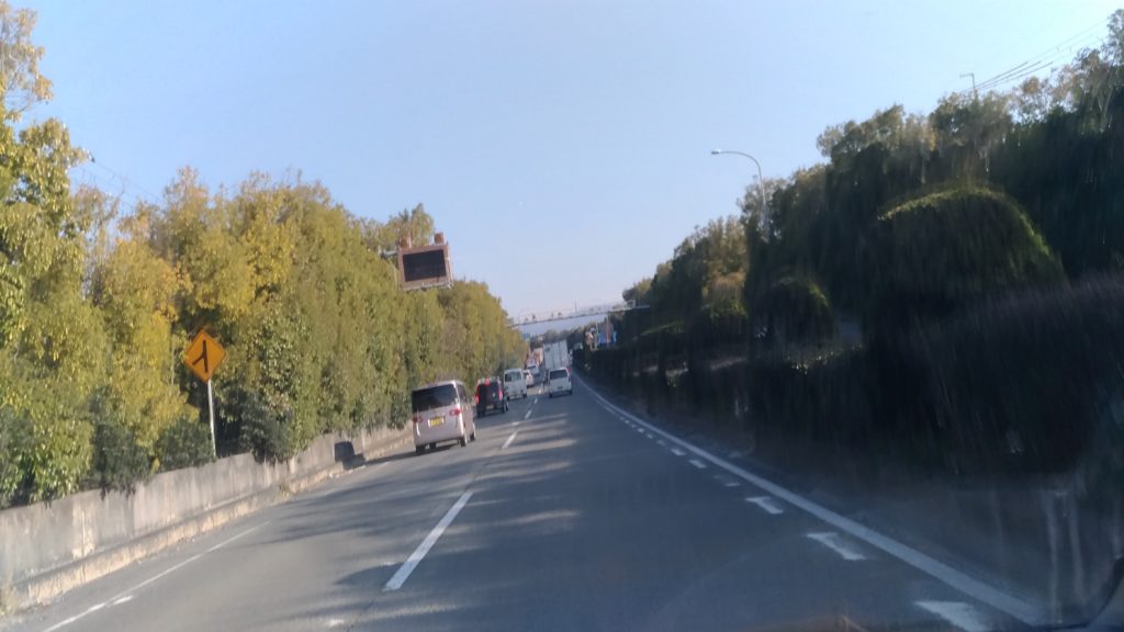 常緑広葉樹の並木