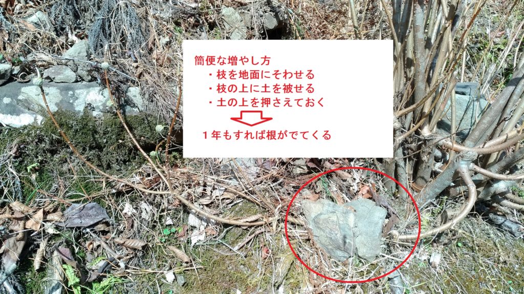 圧条法による簡便な増やし方