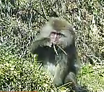 草を食べる猿