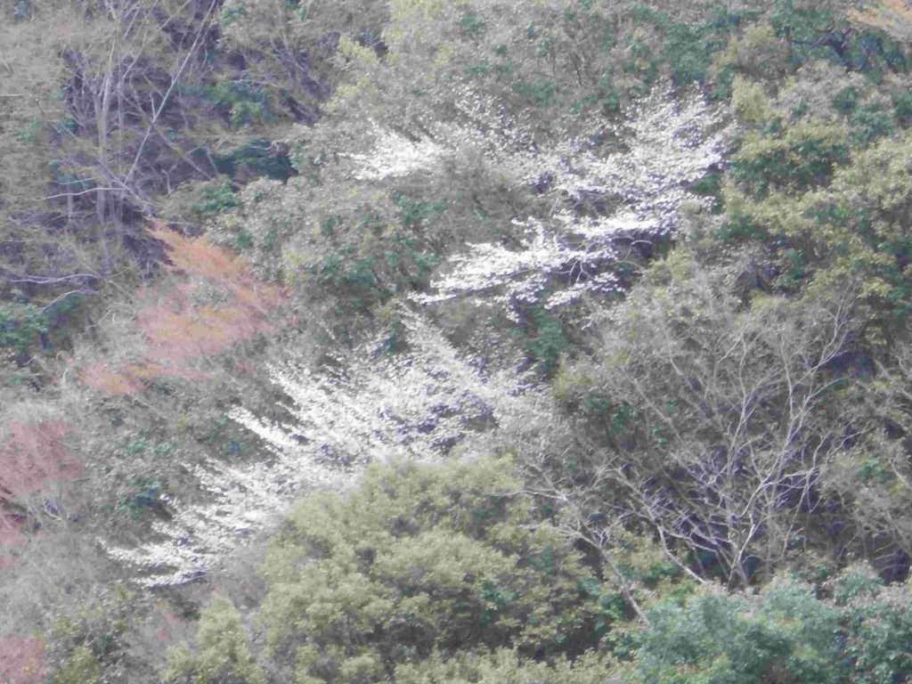 山桜 キブシ フサザクラ 山に出かけてecoライフ