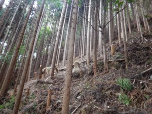 折れ曲がった樹を切り倒した後