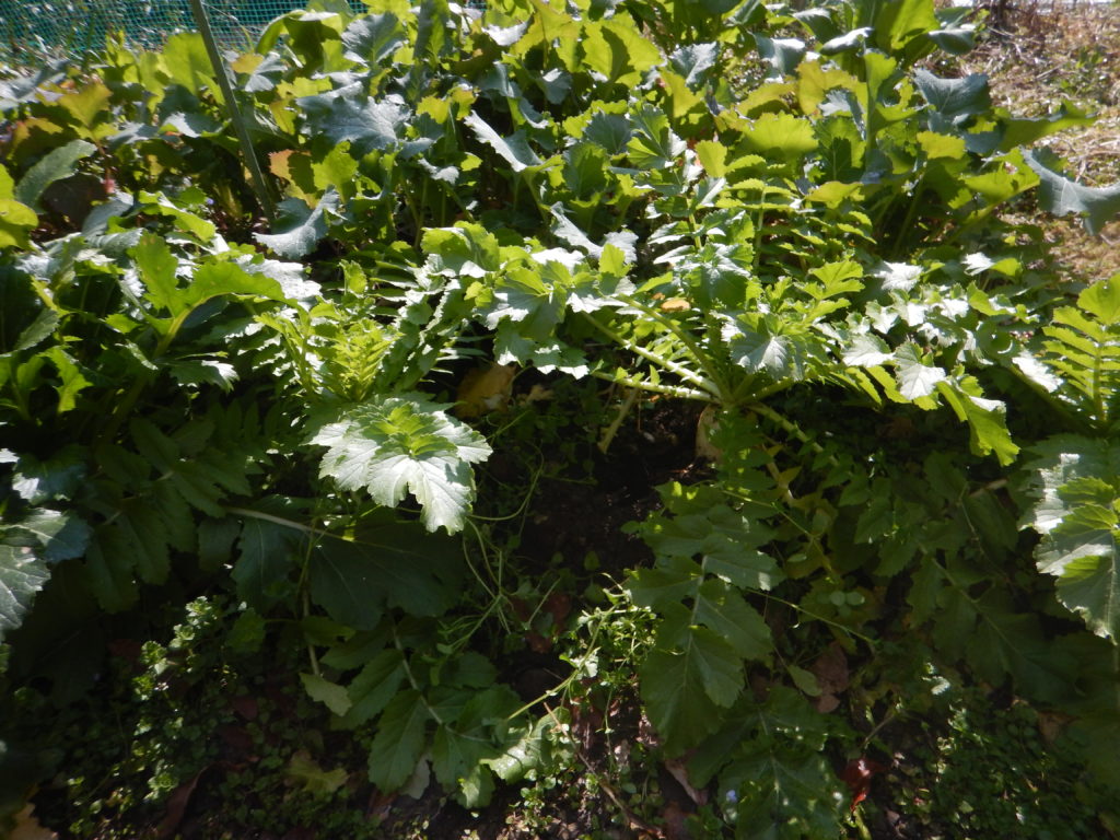 収穫前の大根