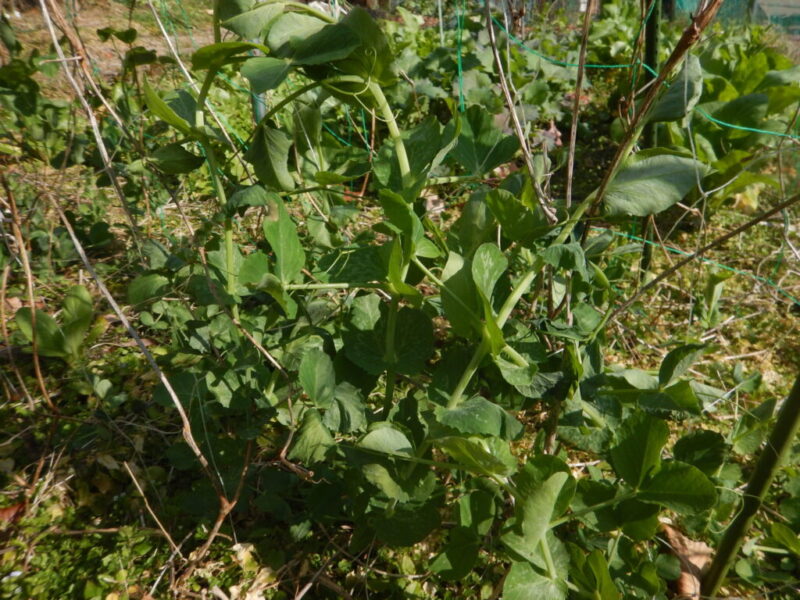 蔓が伸びてきたエンドウ豆