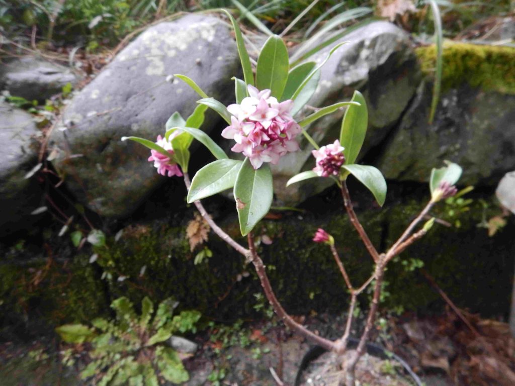 沈丁花の小苗