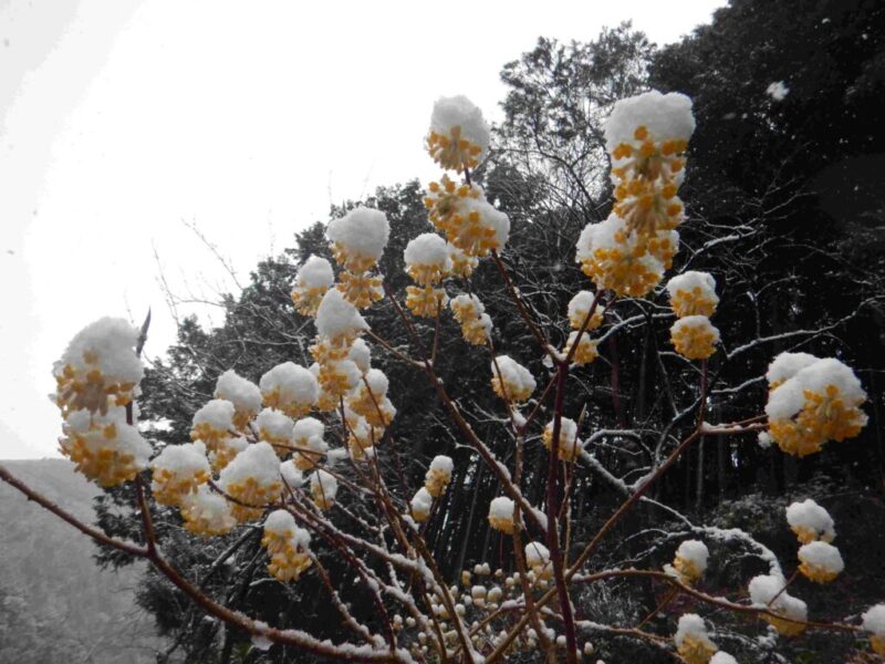 ミツマタの花に雪