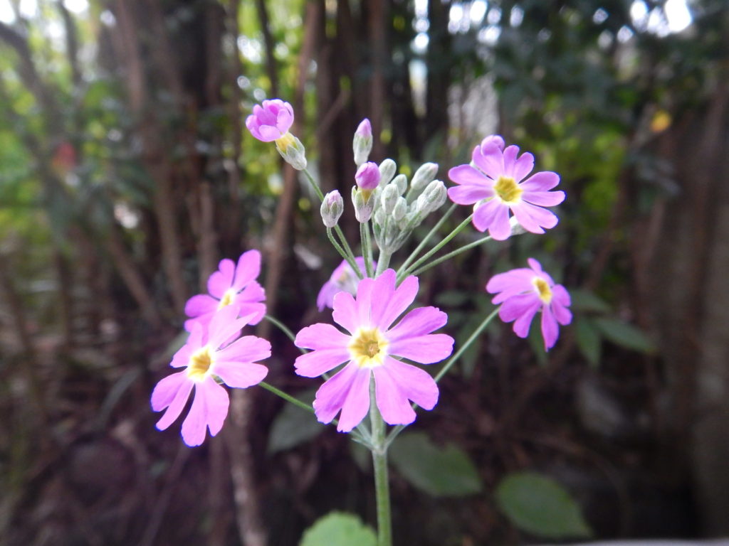 サクラソウの花