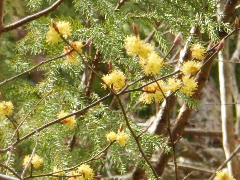 クロモジやシキミの花が咲いています 山に出かけてecoライフ