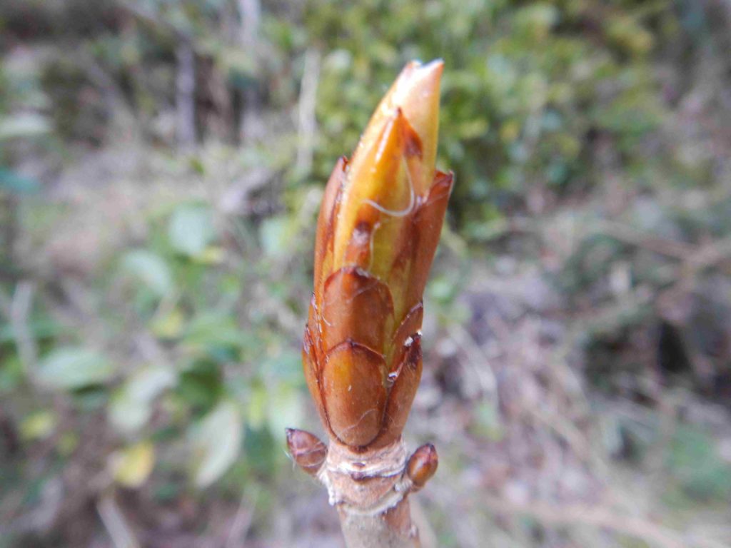 トチノキの冬芽