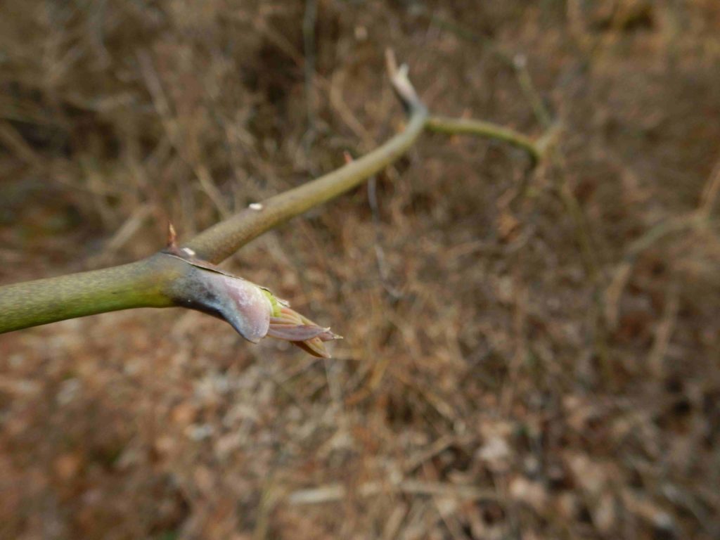 サルトリイバラの新芽