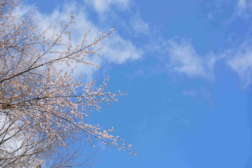 家の近くで咲く山桜