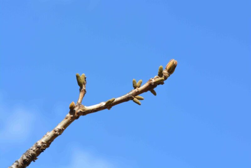 クルミの新芽