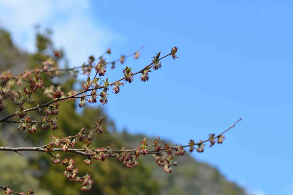 フサザクラの花