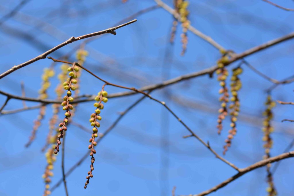 キブシの花