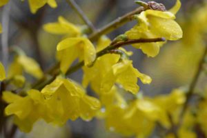 レンギョウの花(拡大)