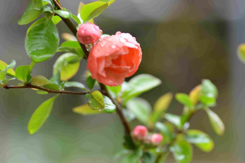 可憐なボケの花