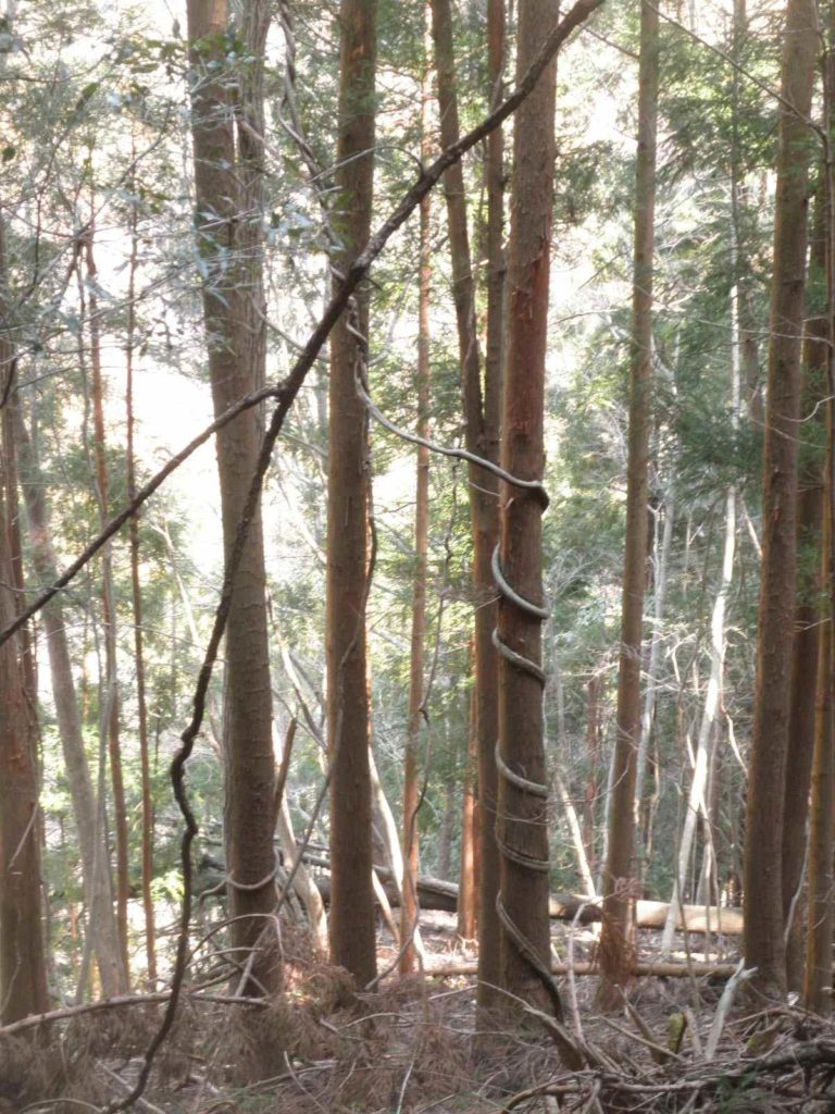 葛が巻き付いた杉