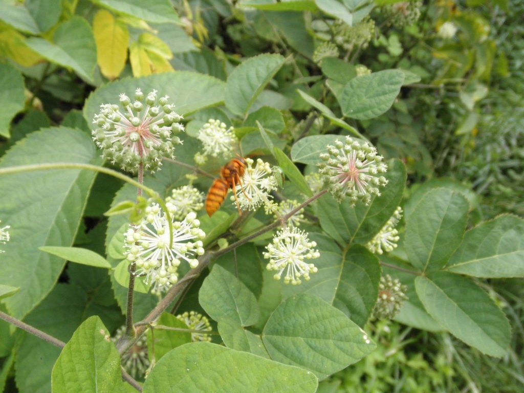 ウドの蜜を吸うハチ