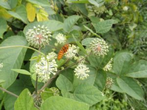 ウドの蜜を吸うハチ