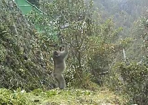 キンカンを食べる猿
