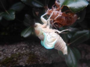 ウバメガシに花が咲きました 山に出かけてecoライフ