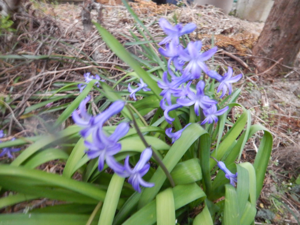 青紫のヒヤシンスの花