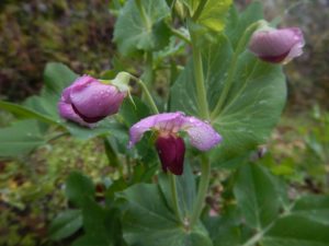 ソラマメ エンドウの花が咲きました 山に出かけてecoライフ