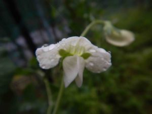 ソラマメ エンドウの花が咲きました 山に出かけてecoライフ