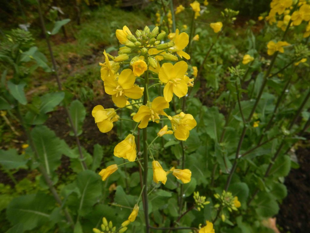 ノラボウの花