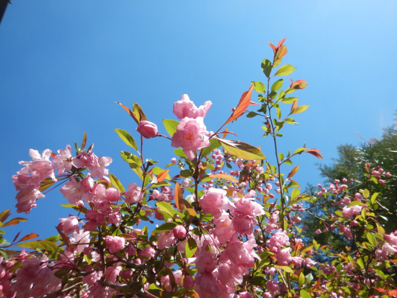 ハナカイドウの花
