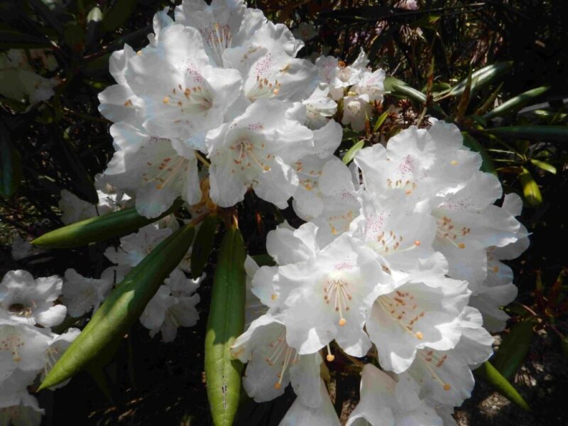 真っ白なシャクナゲの花