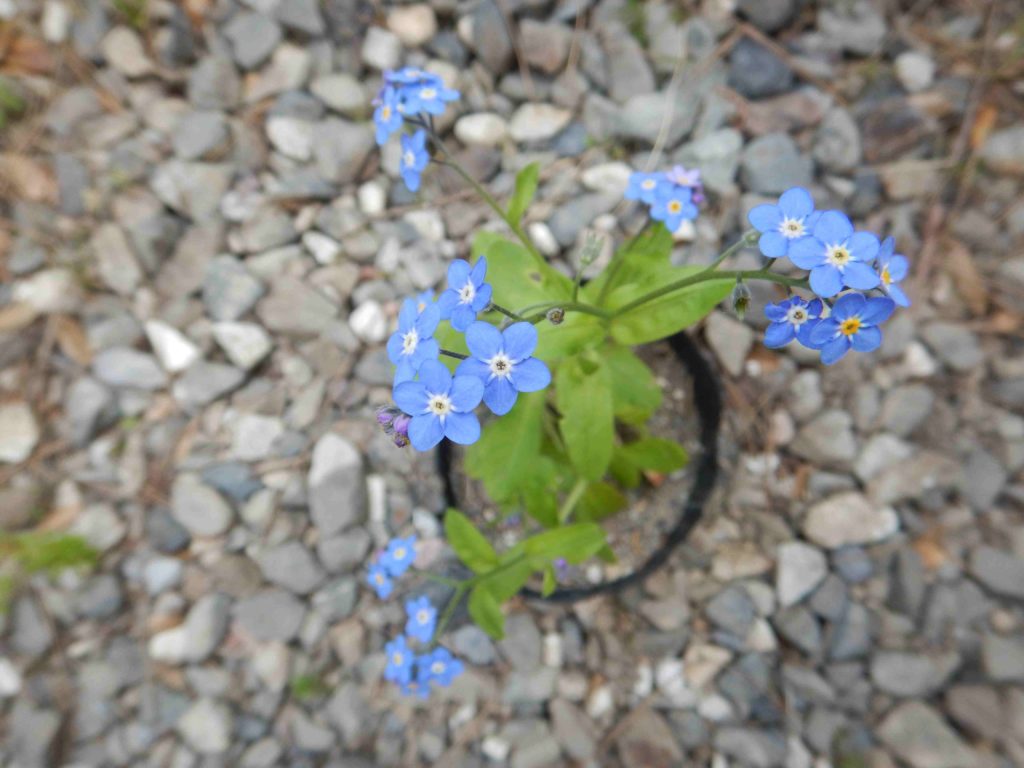 勿忘草の花