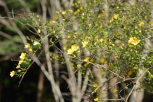 ヤマブキの黄色が目を引きます