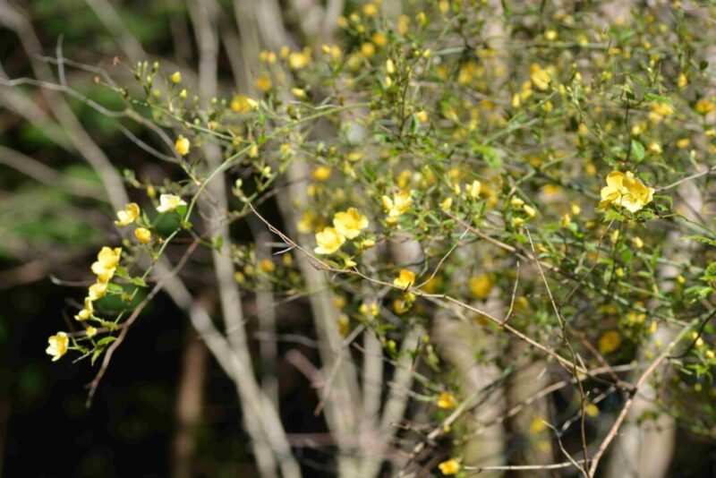 ヤマブキの黄色い花