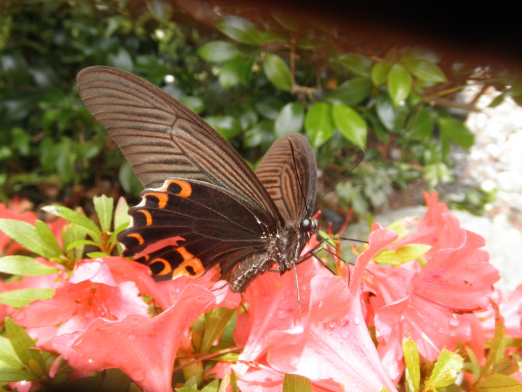 花にとまるいろんな蝶たち 山に出かけてecoライフ