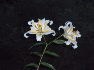 日本特産の山百合の花