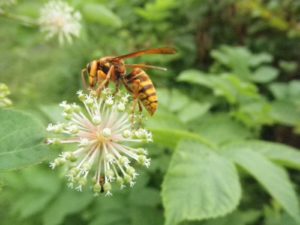 ウドの花とハチ