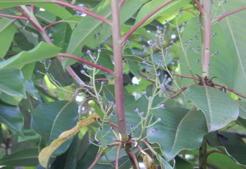 正月飾りに使われるユズリハ 楪 譲葉 は黒い実をつけます
