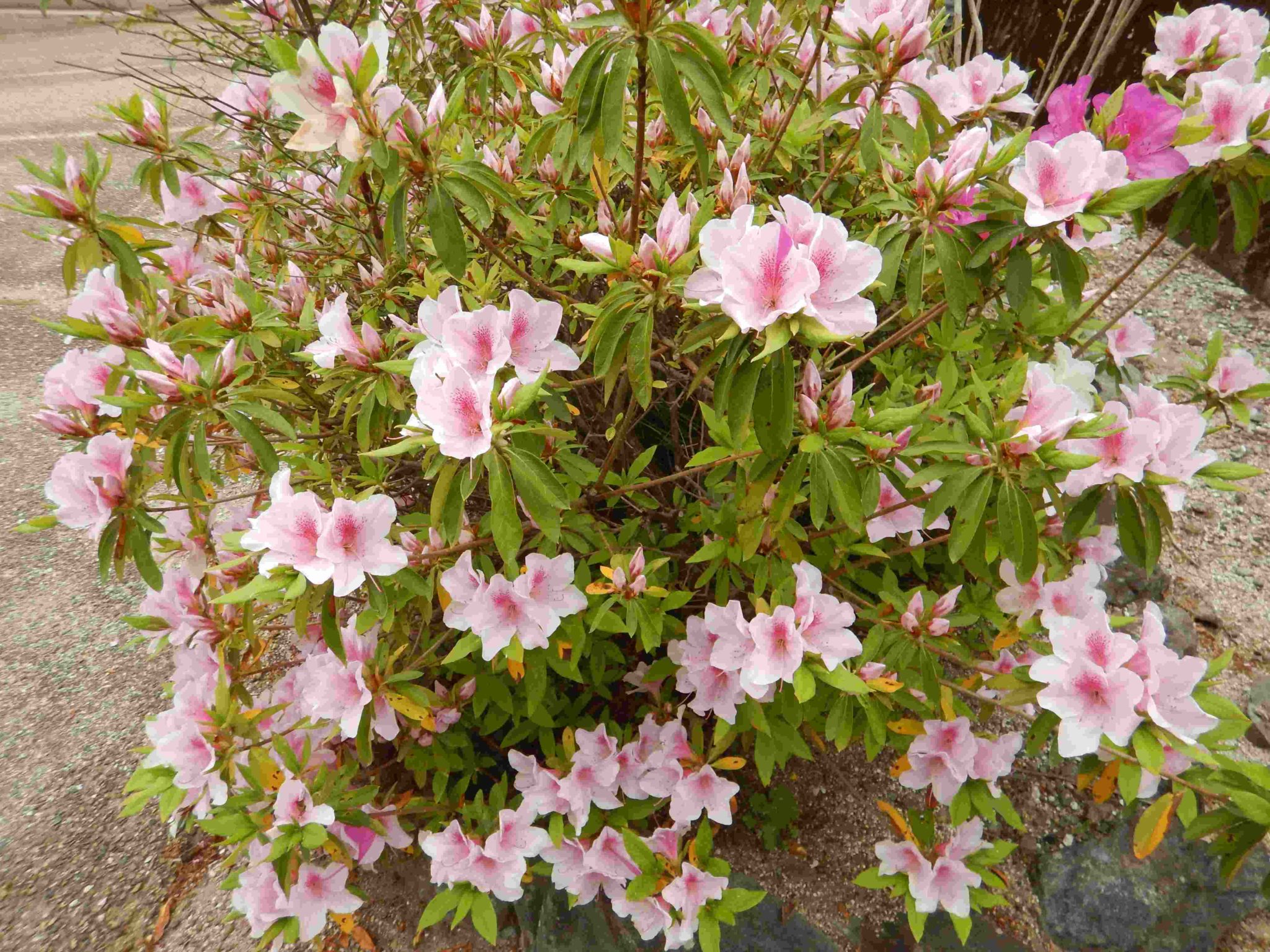 山や庭で咲く、ピンク・赤・白などのツツジの花